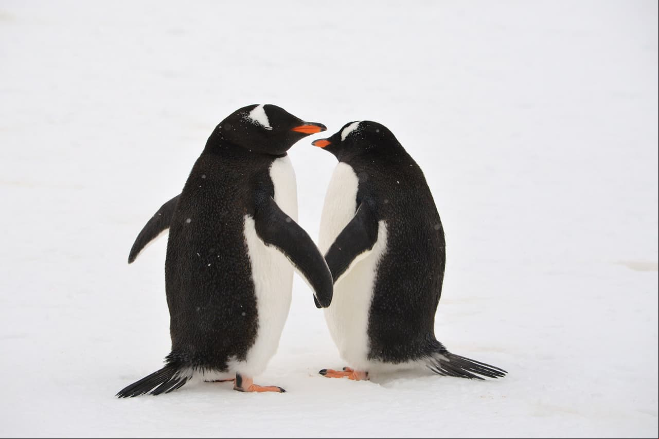 Pingüinos enamorados dan romántico paseo en la playa