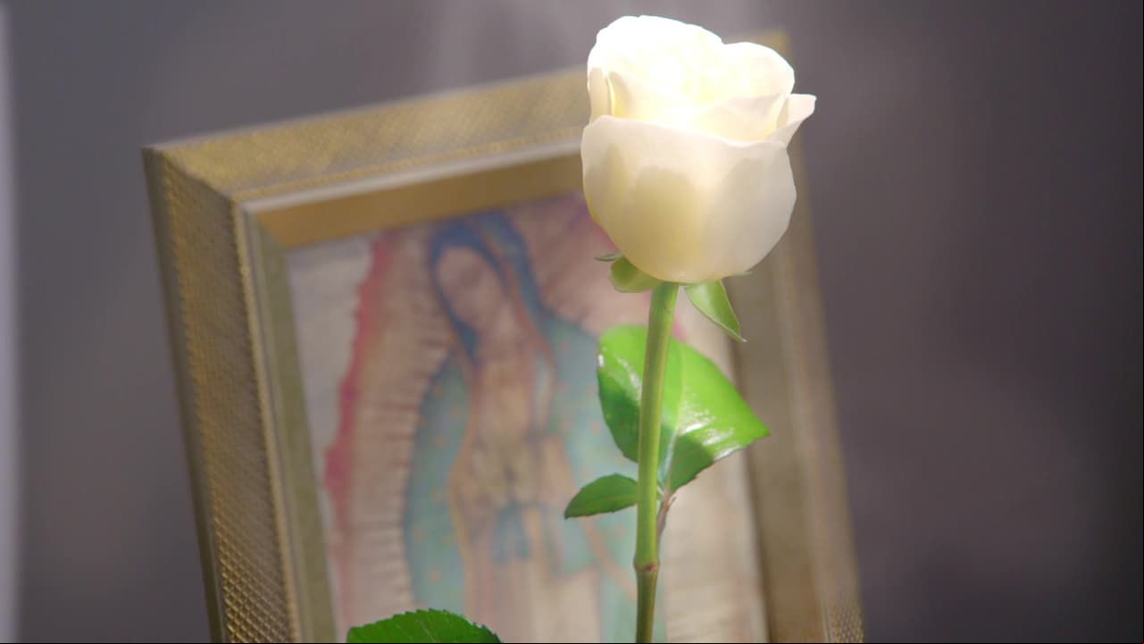 ESTE MARTES: ¡Conéctate al Facebook Live de La Rosa de Guadalupe con nuestro experto!