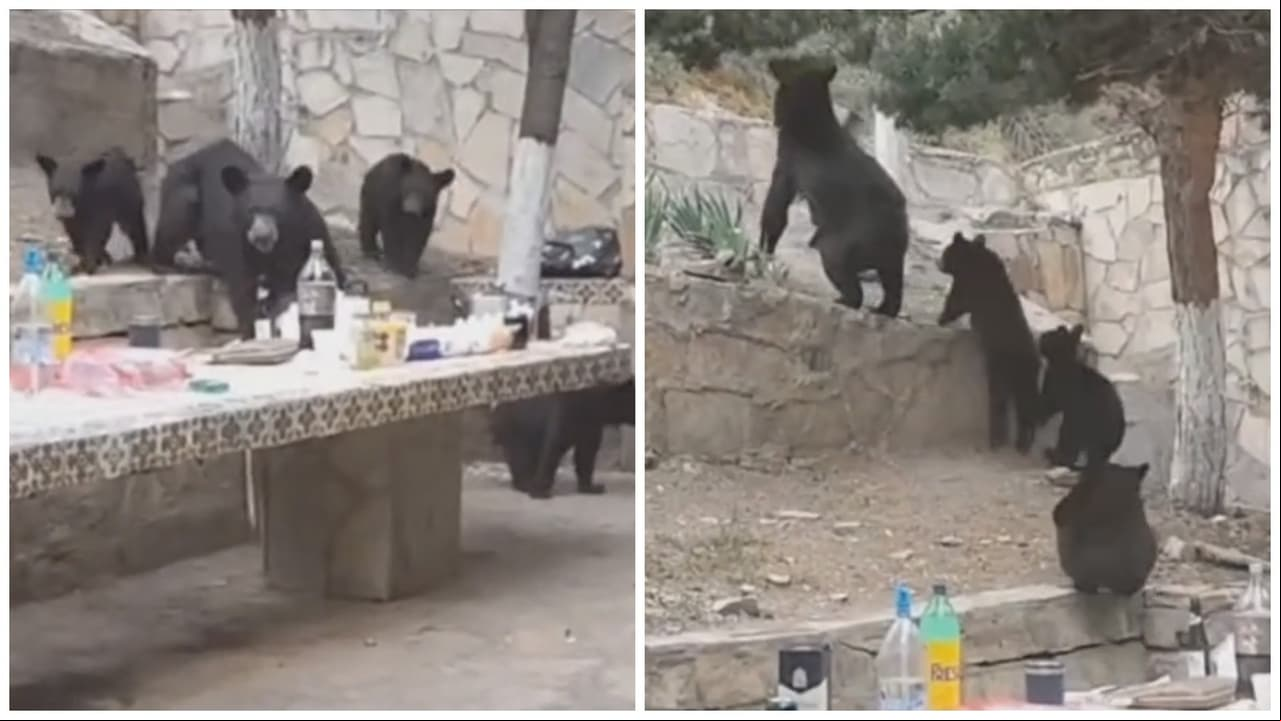 Osos roban carne asada en México