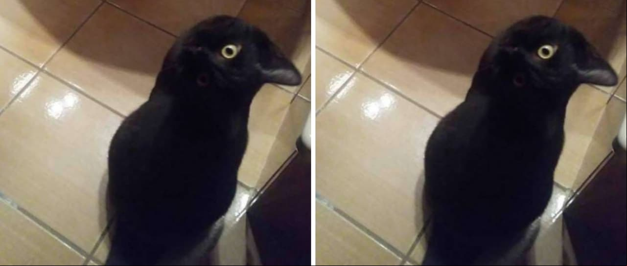 ¿Un gato o un cuervo? La foto viral que confunde a las redes sociales