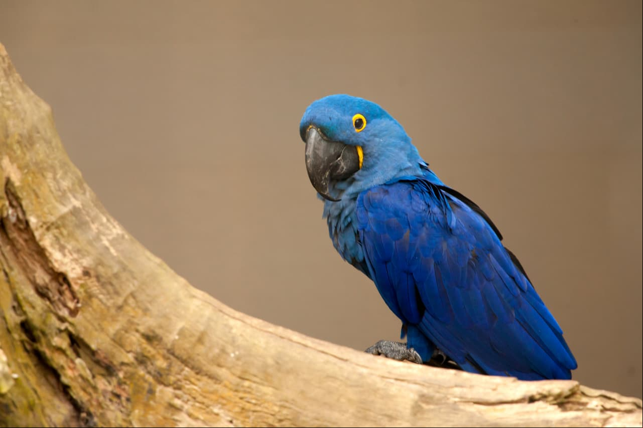 El guacamayo de Spix es un ave perteneciente a la familia de los loros, y es una de las ocho especies cuya extinción fue clasificada como 'confirmada'.