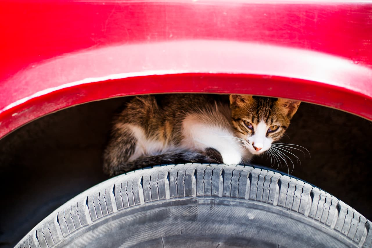 Antes de encender un auto, revisa que tu mascota no esté abajo o entre las llantas. ¿Sabías que los animales se acercan a los vehículos buscando calor?