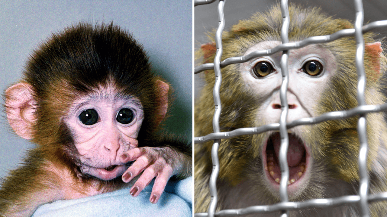 Científicos clonan el primer mono Rhesus que sobrevive 2 años y causan polémica: ¿siguen los humanos?