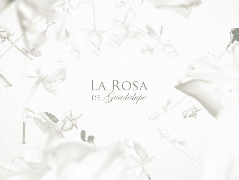 La Rosa de Guadalupe premia sus mejores escenas con 'La Rosa de Oro' y tú puedes elegirlas
