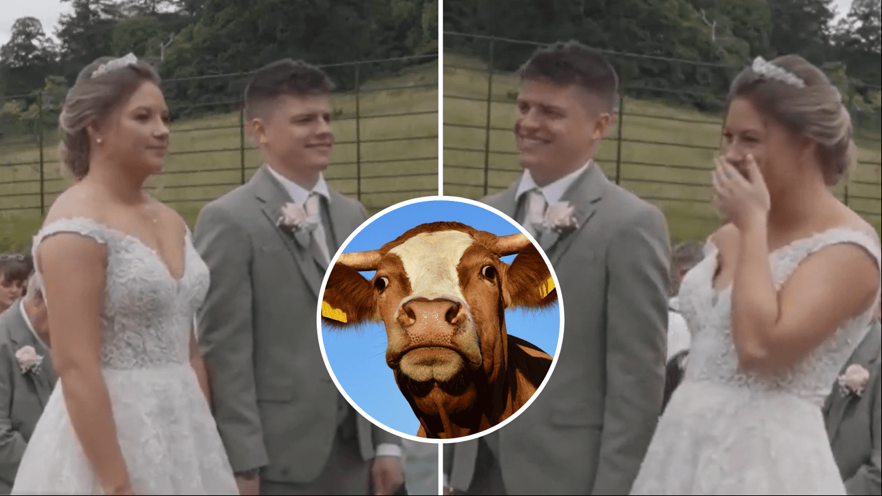 “Intervención bovina”: una vaca se ‘opone’ a un matrimonio y el momento se hace viral