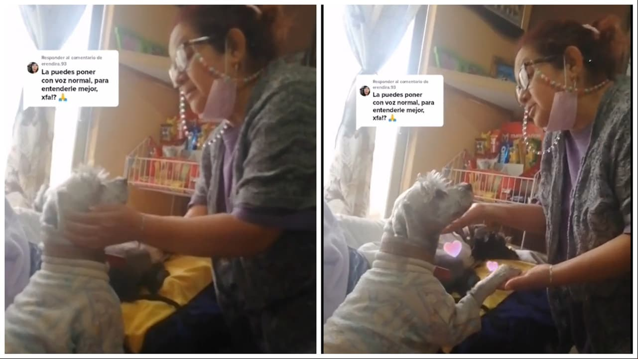 Mujer pide perdón a su perrito por no poder darle lujos: video causa ternura en TikTok