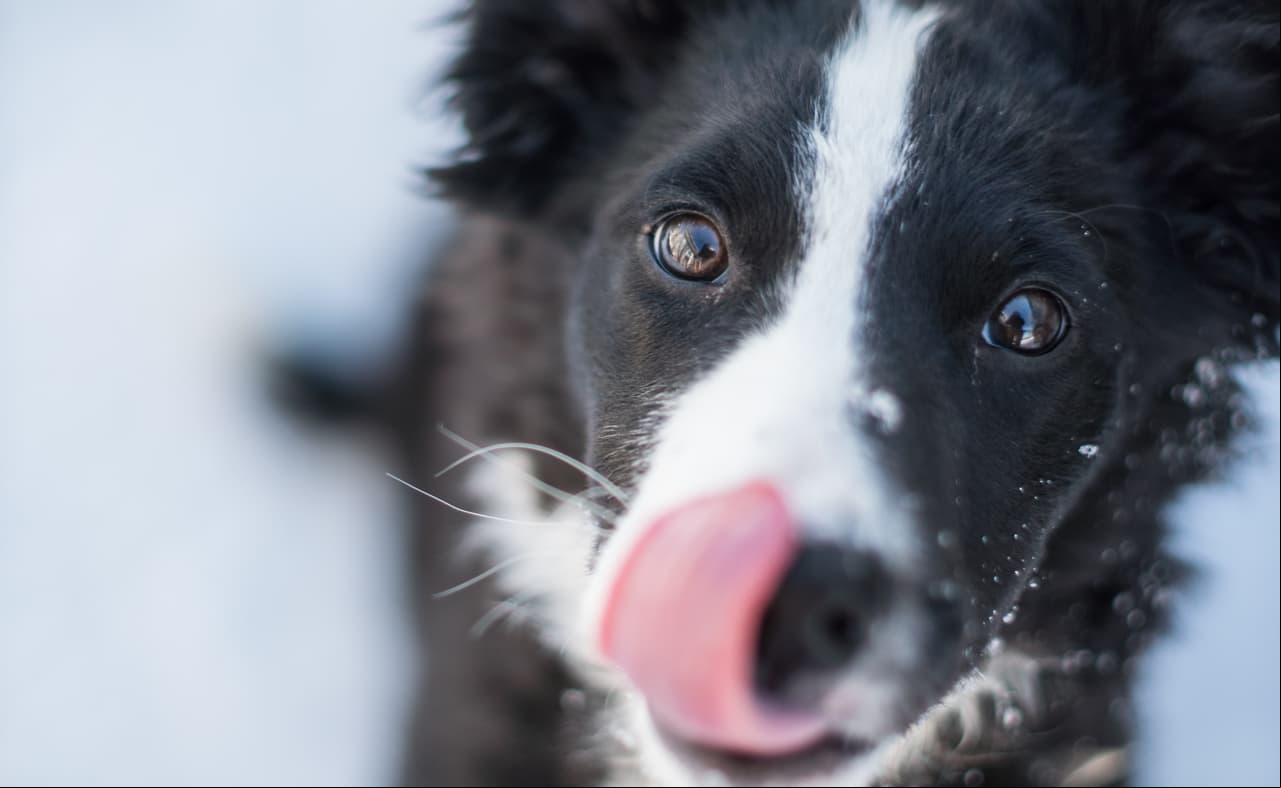 ¿Cómo ven los perros? Este filtro te hará ver todo como si fueras un 'lomito'