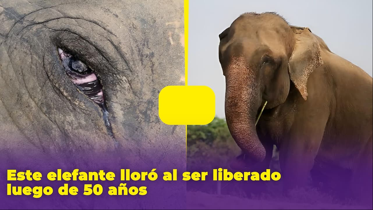 ¿Por qué este elefante está llorando? La trágica historia de Raju y su encarcelamiento