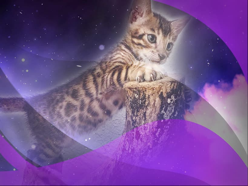 El gato bengalí es tan fino, elegante y exclusivo como tú Libra. De personalidad curiosa y pacífica, que contrasta con su imagen salvaje.
