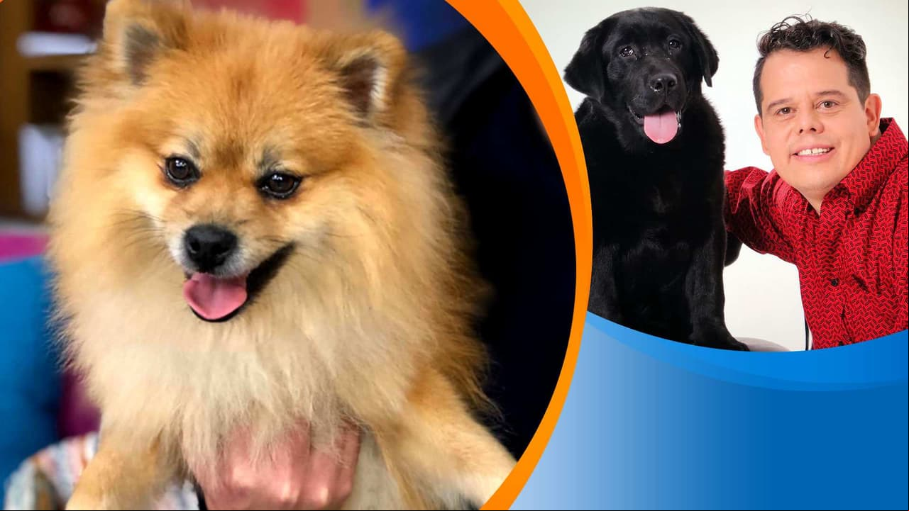 ¡Atención! Estos tips son básicos para que tu perro no sufra accidentes en casa