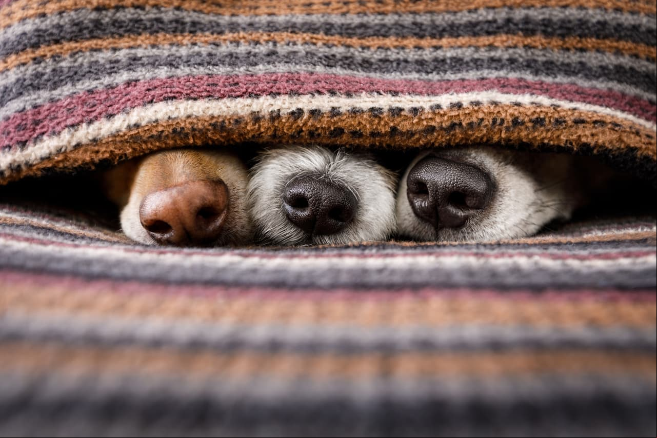 ¿Sabías que las mascotas también sufren con las bajas temperaturas? ¡Descubre cómo proteger a los animales del frío!