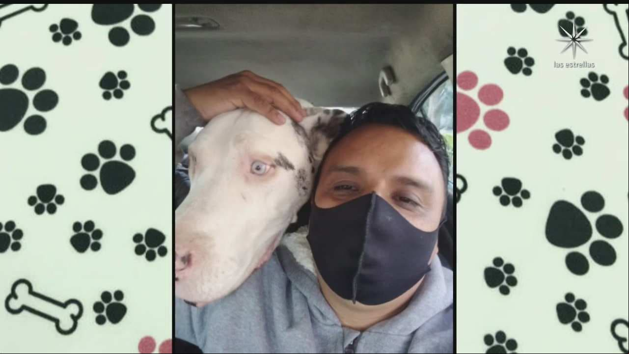 Taxi animalista: ¿Necesitas transportar a tu mascota y no sabes cómo? AQUÍ está la solución