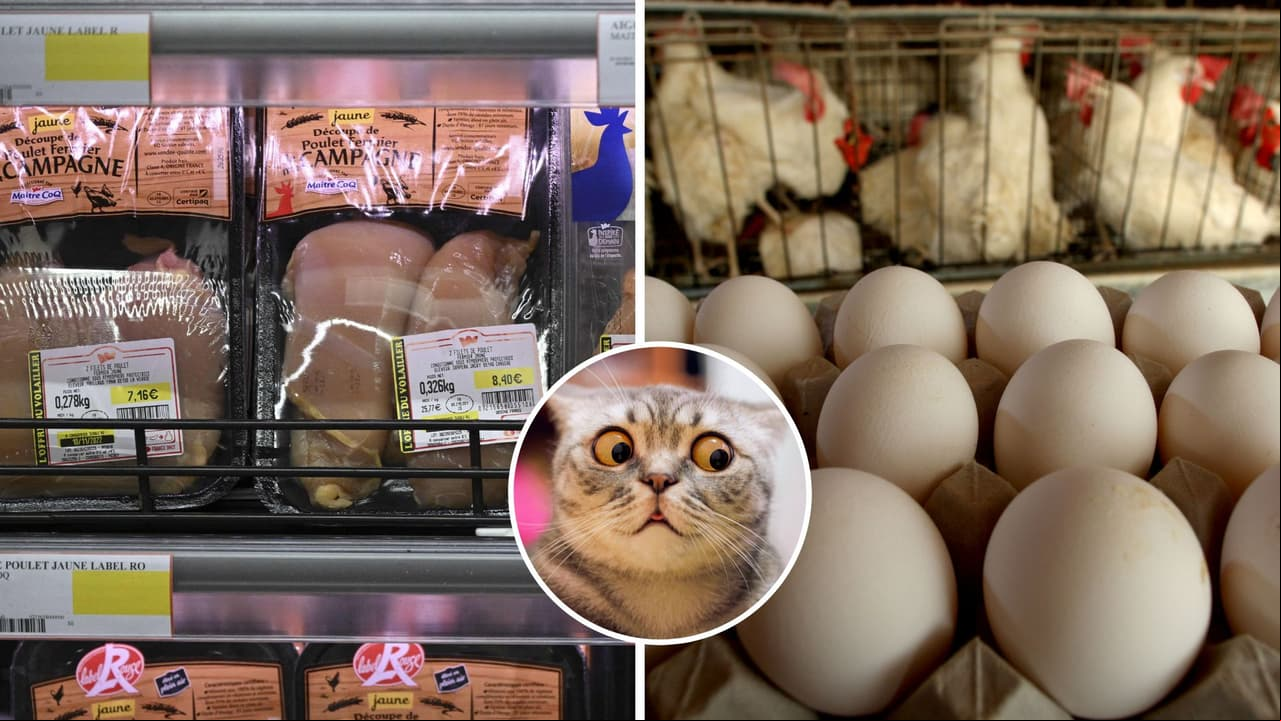 ¿Es peligroso lavar el pollo antes de cocinarlo? Advierten riesgos para la salud por bacteria