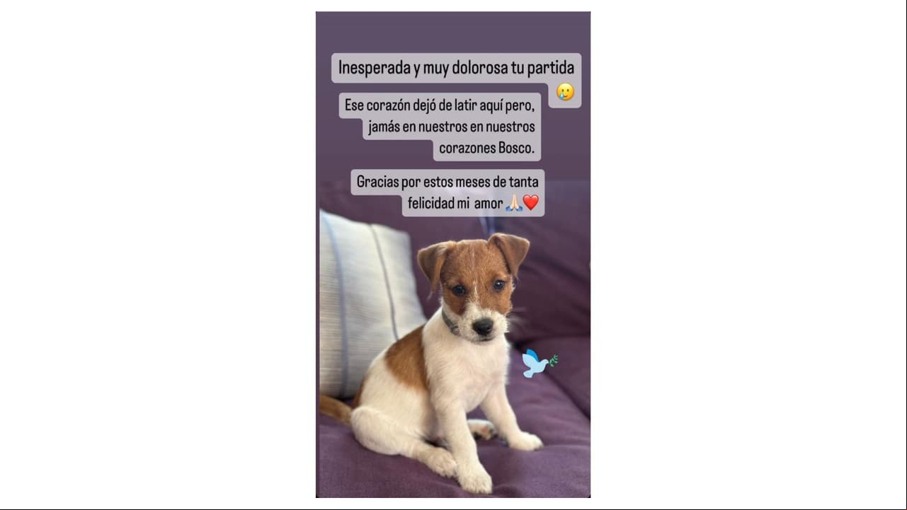 Bosco perdió la vida a meses de haber llegado a la familia de Chantal Andere.