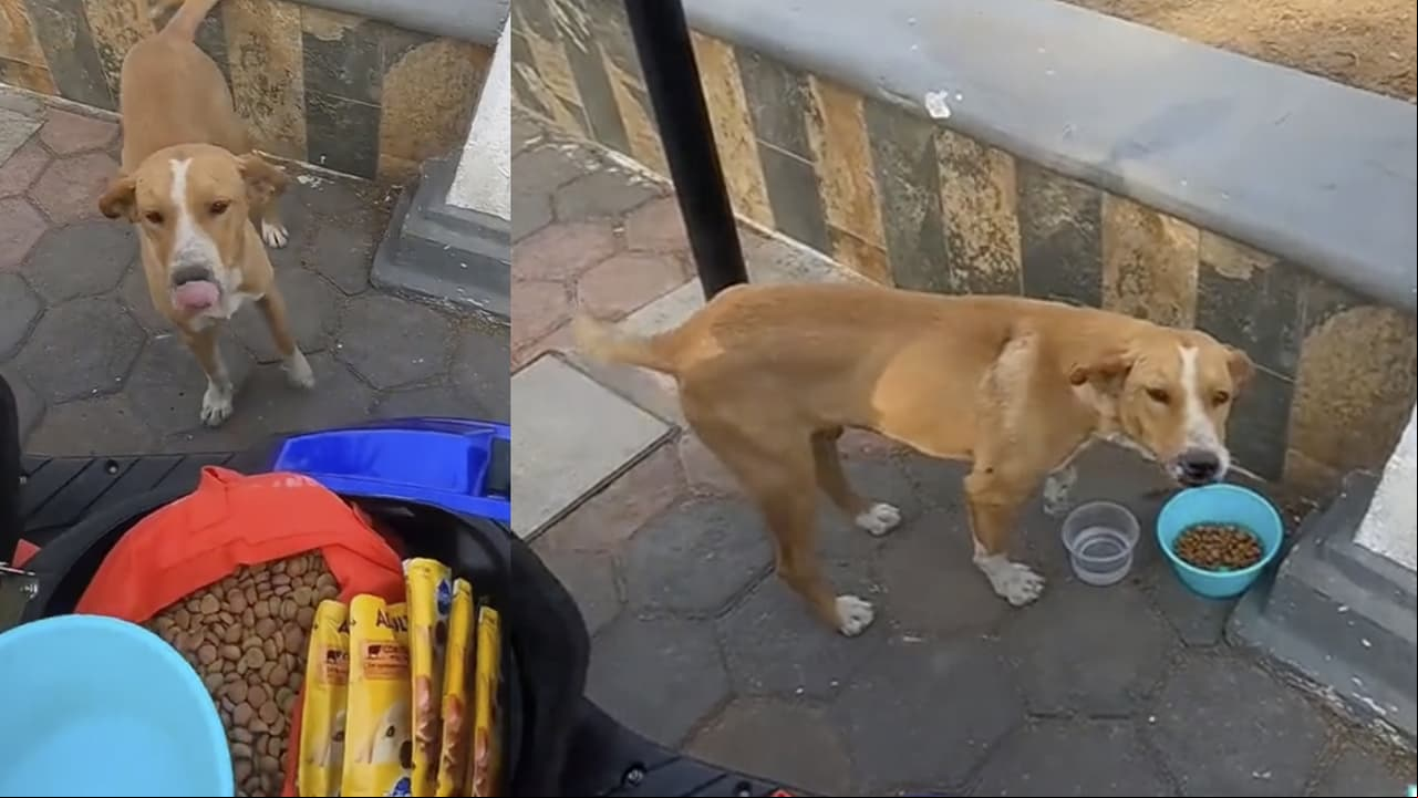 ‘Servicio de comida perruna’ se hace viral en TikTok al alimentar ‘lomitos’ de la calle