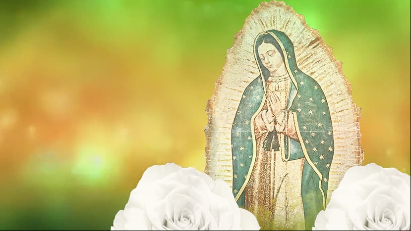 La Rosa de Guadalupe