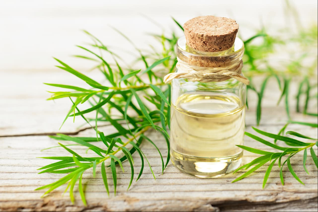Usos y beneficios del aceite de árbol de té para tu salud