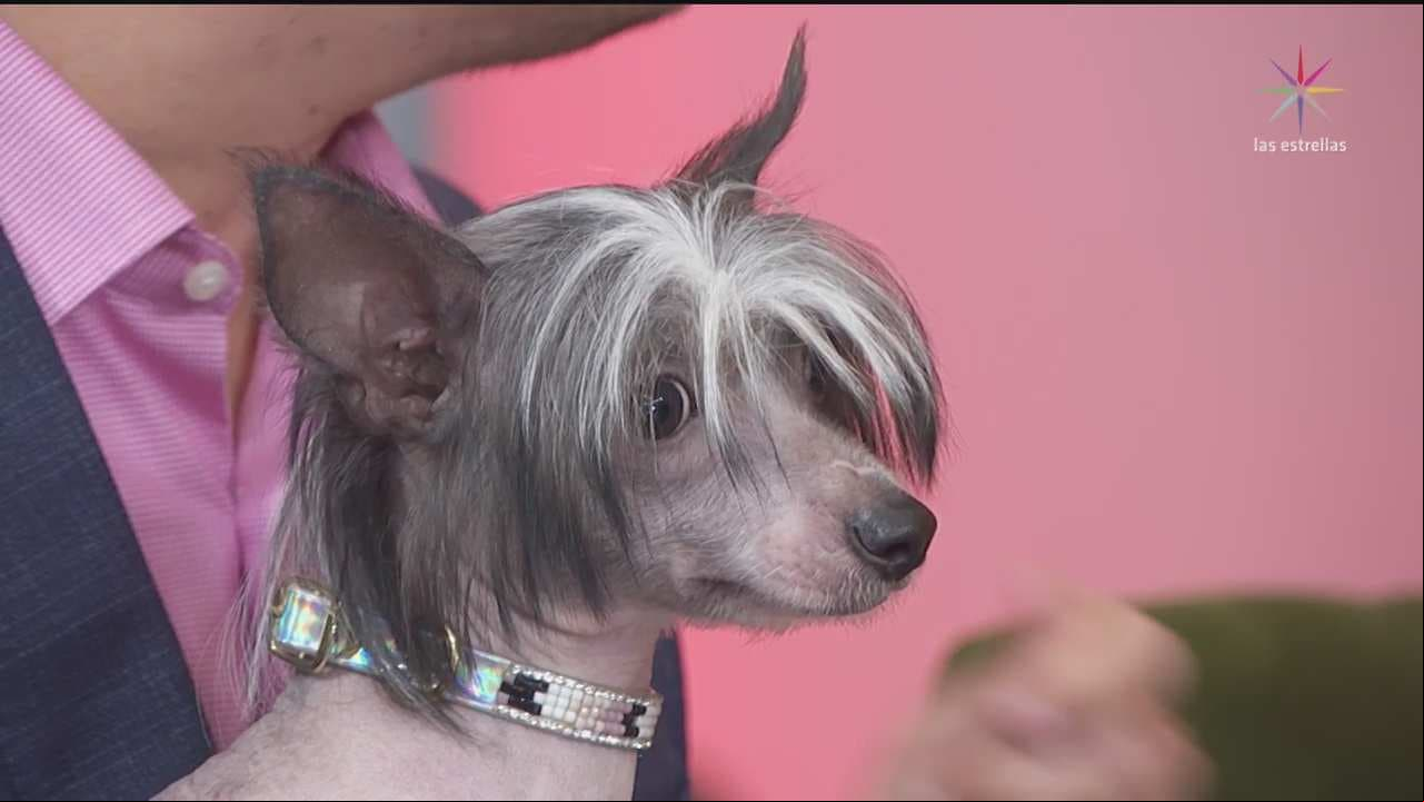 Cómo saber que tu perro está bien alimentado: Héctor Walvor te lo explica