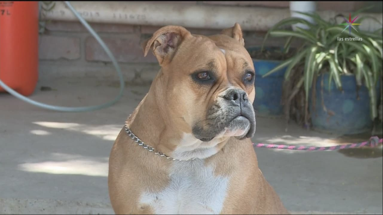 La Sana distancia e higiene también aplica para las mascotas. Entérate