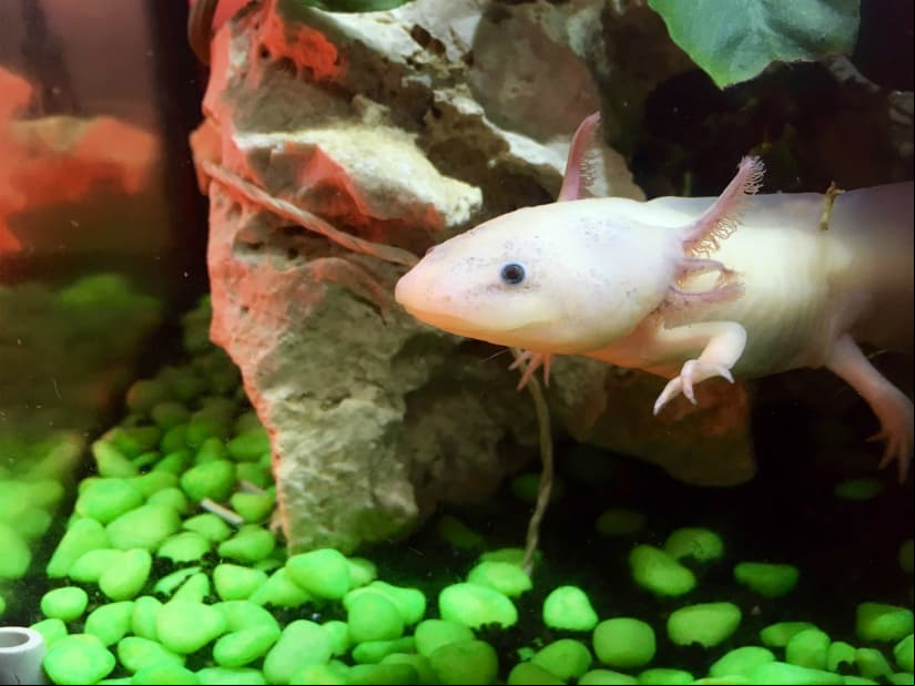 Son económicos y fáciles de criar en peceras. Los hay de varios colores y hasta albinos.