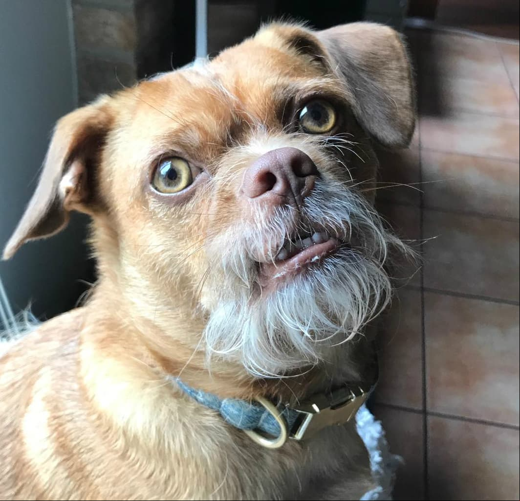 Bacon, el perro ‘extremadamente preocupado’ cautiva las redes sociales