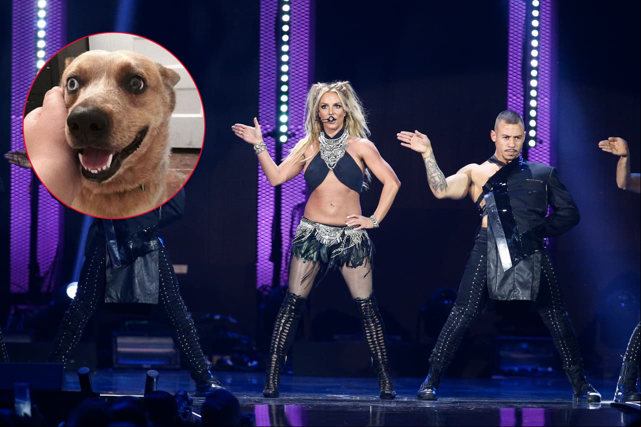 Conoce a Riley, el perro que interpreta Toxic de Britney Spears
