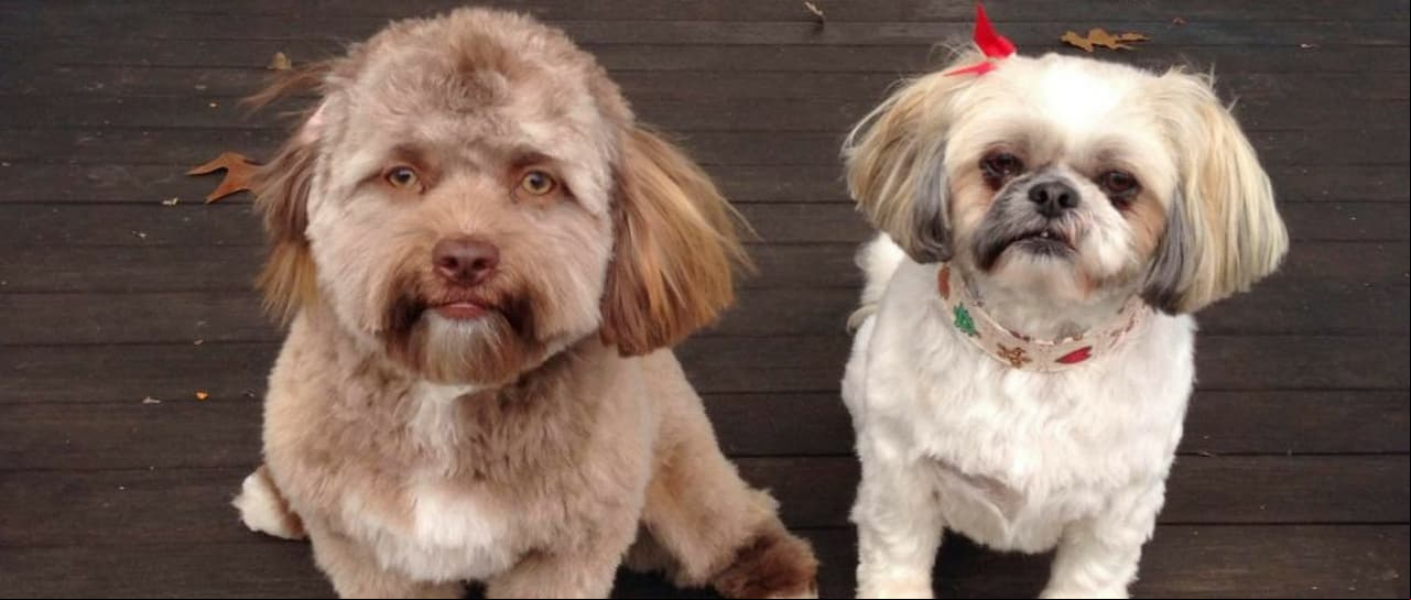 El perro con cara de hombre arrasa en redes sociales