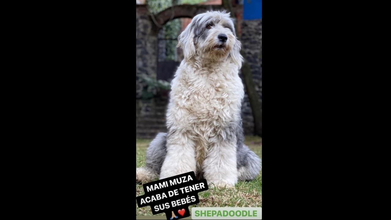 Julián Gil mostró que la mamá de su perrito Fuli tuvo nuevos cachorritos