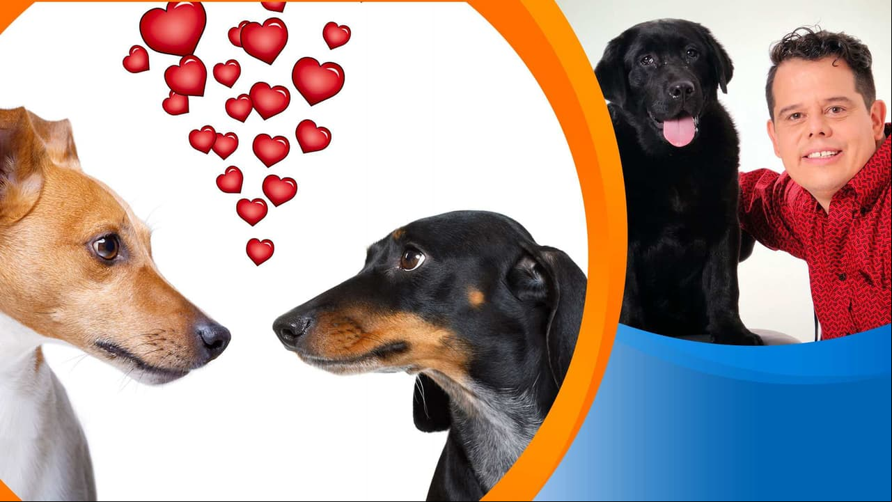 La sexualidad de mi perro ¿Debo o no cruzarlo?