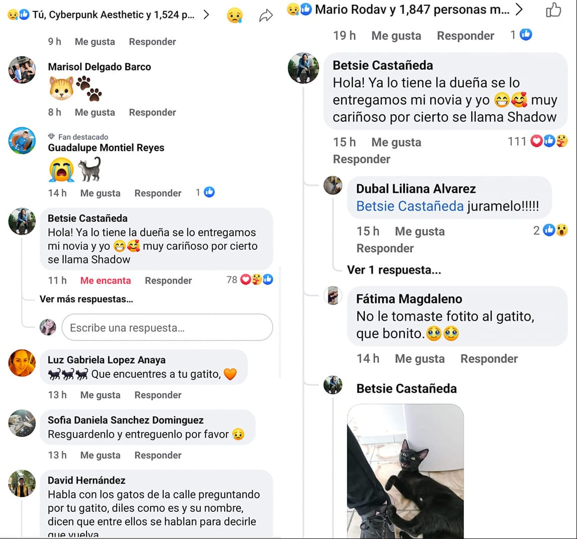 Comentarios de Facebook Gatito de 3 patas perdido