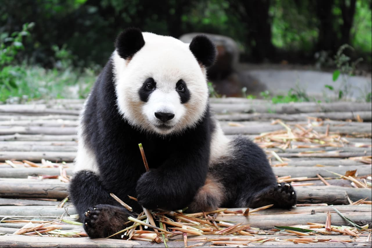 ¿Por qué se celebra el Día Mundial de los Animales?