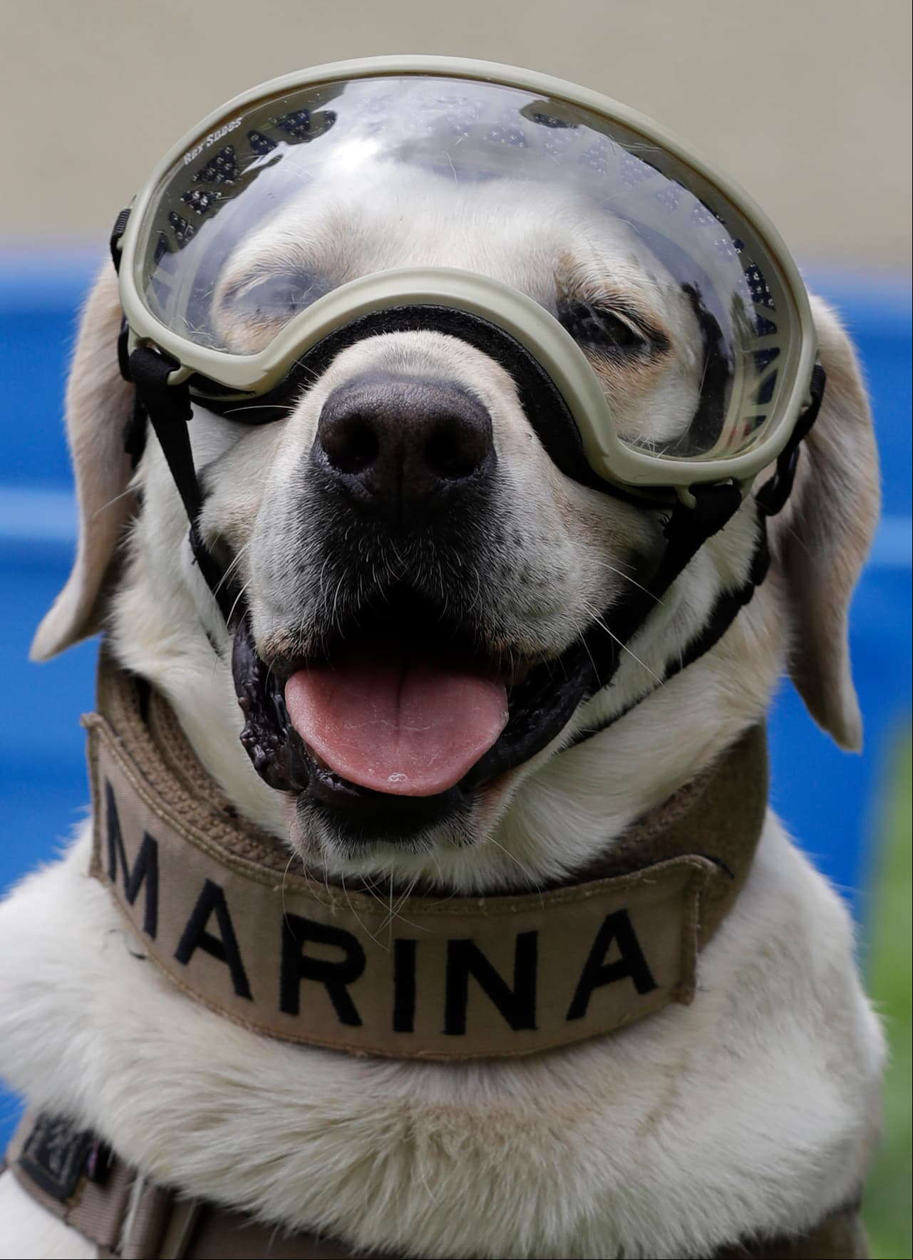 La perrita labrador, fue entrenada por las fuerzas militares a días de su nacimiento, luego de detectarse su potente olfato.