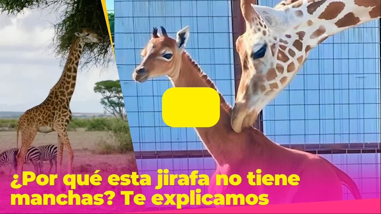 ¿Por qué esta jirafa no tiene manchas? La explicación de su extraño color