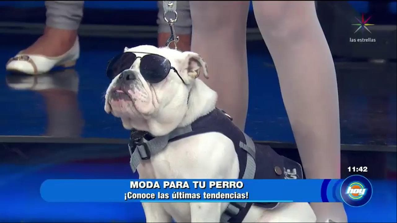 Moda para tu perro