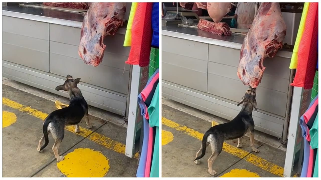 Perrito roba carnicería y se hace viral.