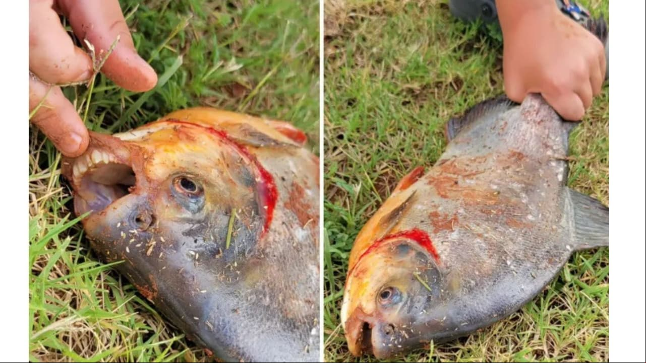Niño hace inusual hallazgo al atrapar pez con dientes "humanos": fotos causan pavor en Internet