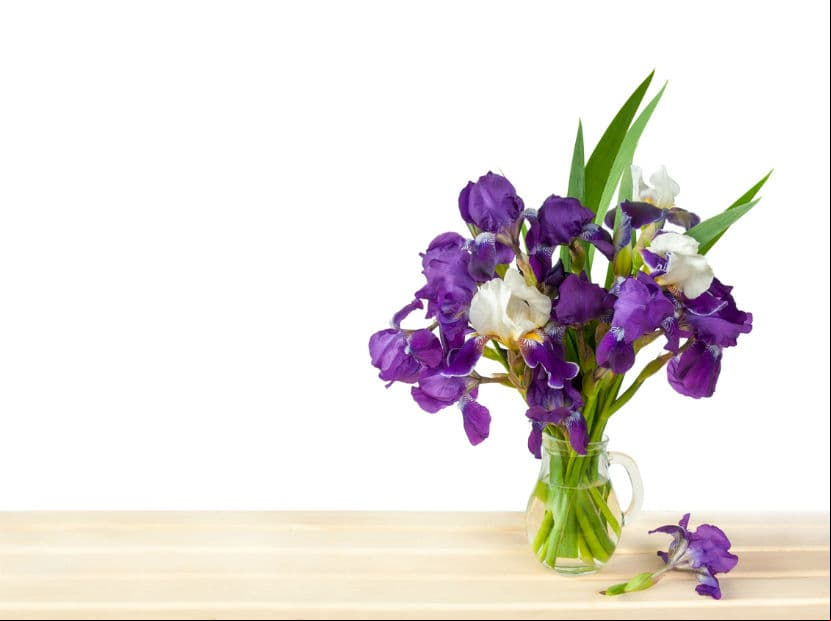 Libra. Los lirios son una flor tranquila y pura que le dará mucha alegría a la vida de tu madre.
