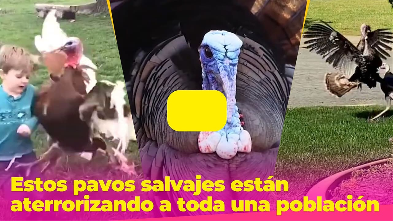 Pavos salvajes aterrorizan Massachusetts: así persiguen y atacan a la gente