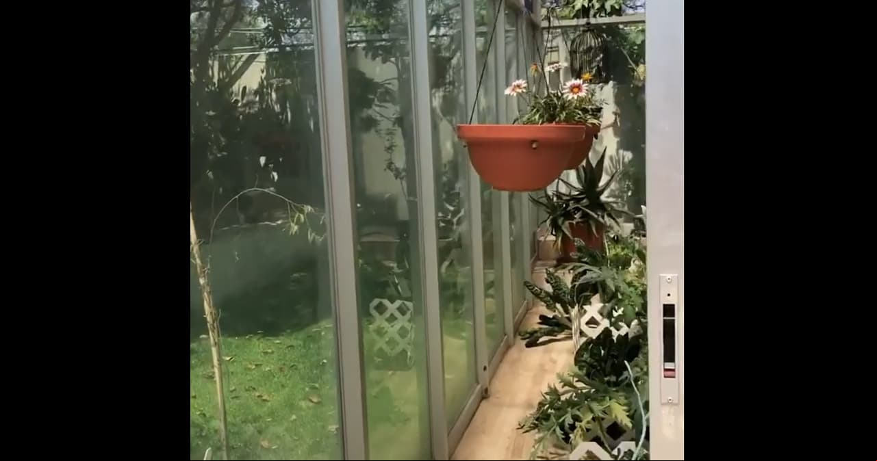 En ese mismo espacio, la protagonista de telenovelas creó un huerto, en el que siembra vegetales como tómate.