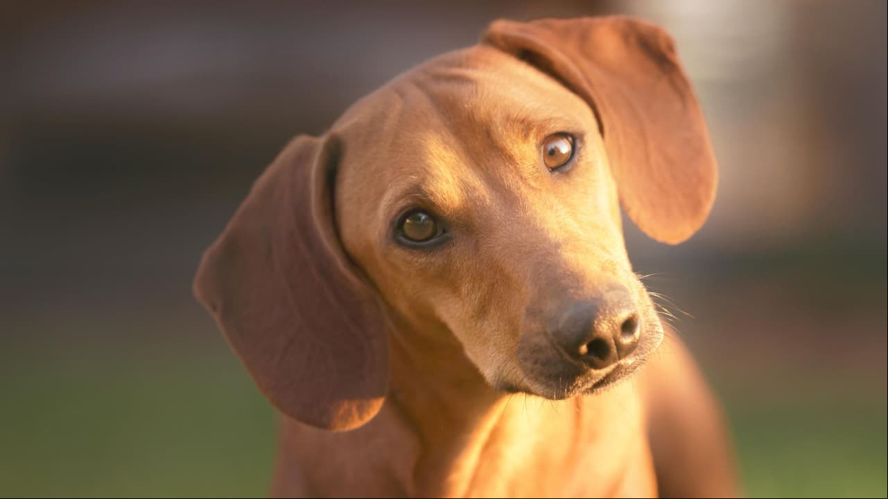 Tierno perrito se niega a correr en una carrera: quedó en último lugar pero se robó el show