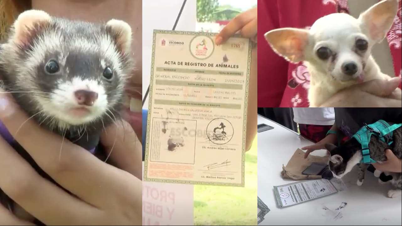 Perritos y otras mascotas 'tramitan' su acta de nacimiento en Nuevo León